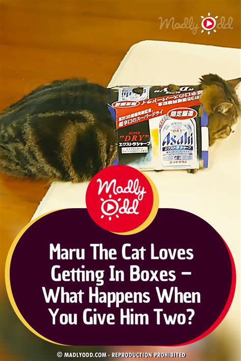 Maru The Cat Loves Getting In Boxes What Happens When You Give Him