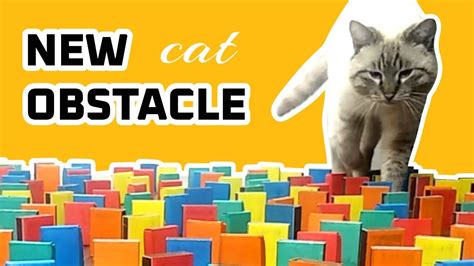 New Obstacle Course Challenge For The Cat 4 Levels 200 Dominoes