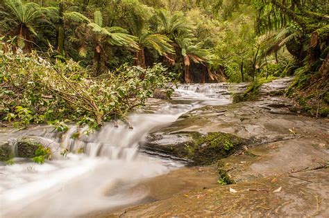 Hd Wallpaper River In Forest During Day Deep Forest River Day River