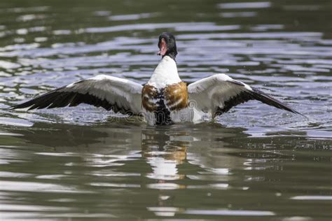 Common Shelduck Male Duck With Wings Outstretched On Water Stock Photo