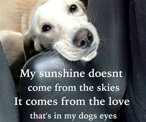 √ Unconditional Love Human Relationship Quotes About Dogs