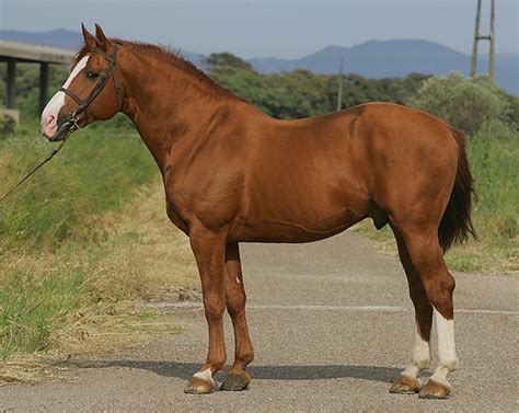 Bringing the right horse to the right place. Belgian Warmblood - Horse SportHorse Sport
