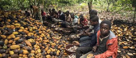 Shady Cocoa Farming At The Root Of Côte Divoires Deforestation Iss
