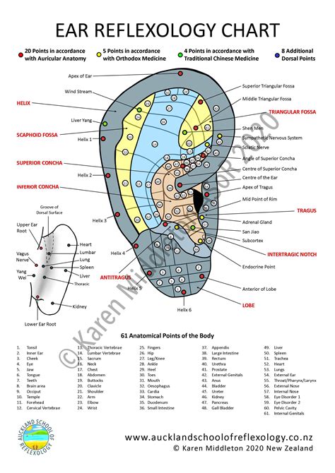Ear Reflexology Chart Reflexology Chart Ear Reflexology Reflexology