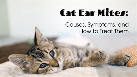 We remind you that vomiting, can cause dehydration in cats. Cat Mite Treatment Pets At Home - toxoplasmosis