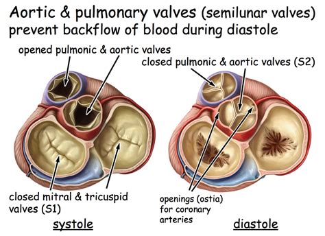 The Semilunar Valves Are One Way Valves That Control Blood Flow And