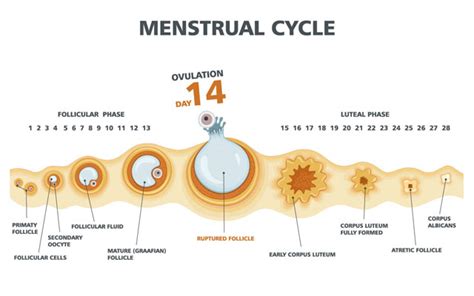 How The Ovulation Cycle Works Pregnancy Birth And Beyond