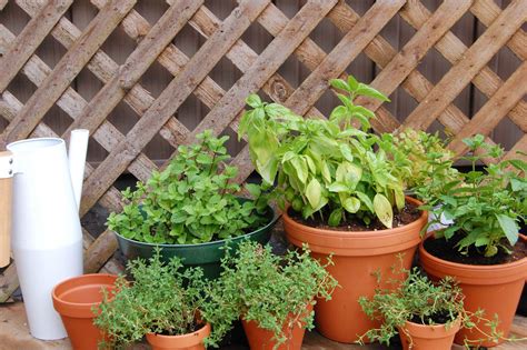 Designing an herb garden is an exercise in instant gratification; How to Prune Your Herb Garden