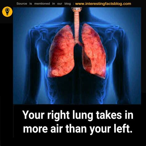 Human Lungs Interesting Facts Human Lungs Fun Facts Body