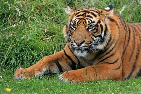 Perbedaan Harimau Jawa Dan Sumatera