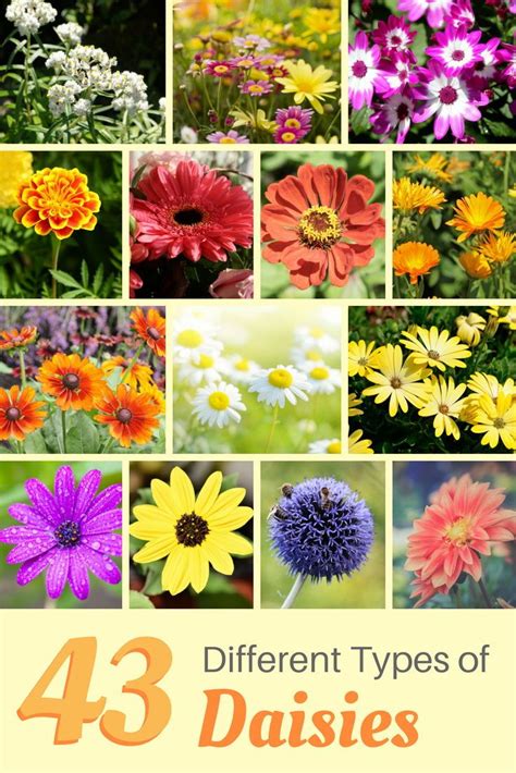 43 Different Types Of Daisies Types Of Daisies Types Of Flowers
