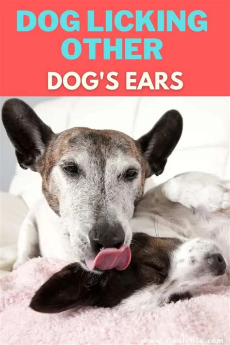 Dog Licking Other Dogs Ears 6 Reasons Why Oodle Life