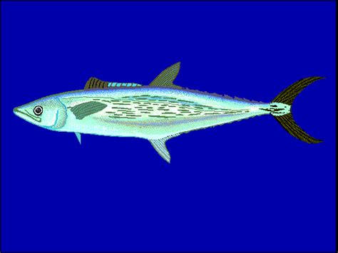 Mackerel is a common name applied to a number of different species of pelagic fish, mostly from the family scombridae. Mackerel