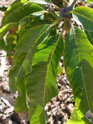 Plant Id Fruits Nuts Mango Florida Master Gardener Volunteer