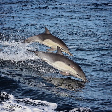 Long Beaked Common Dolphins Porpoising Photograph By Deana Glenz Pixels