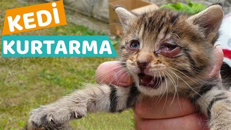 Yavru Kedİ Kurtarma Yavru Kedilerin Gözlerini Tedavi Ettik Youtube