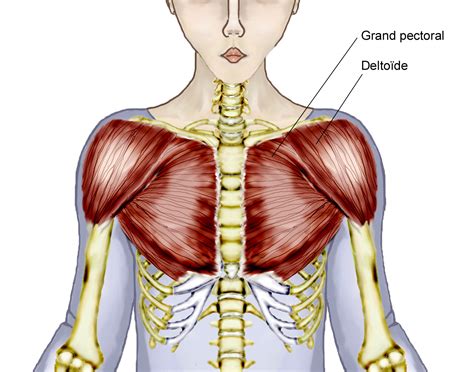 Anatomy Of The Upper Chest Area Female Muscle Diagram And Definitions