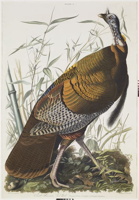 Great American Cock Male Vulgo Wild Turkey Meleagris Gallopavo Amon Carter Museum Of