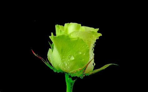 Free Download Beautiful Green Rose Flowers Hd Wallpapers [1600x1000] For Your Desktop Mobile