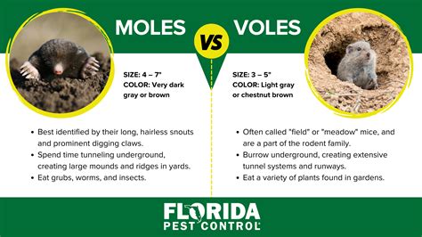 Moles Vs Voles Differences Between Voles And Moles Florida Pest Control