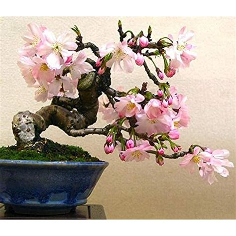 50 Japanese Flowering Cherry Blossom Bonsai Seeds Ubuy India