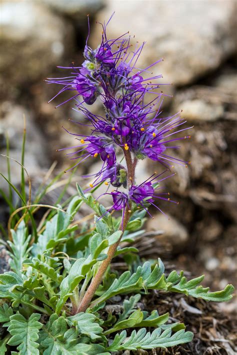 Purple Fringe Phacelia Sericea Colorado Wildflowers Wild Seed Purple
