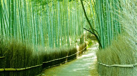Kyoto Sagano Bamboo Forest Kansai Japan Walking Tours Kyoto