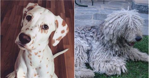 13 Unusual Dog Breeds That Will Become Your New Obsession