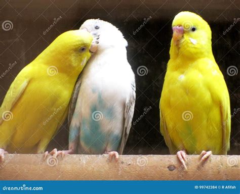 Yellow Parakeet White Parakeet Love Bird Love Triangle Stock Photo