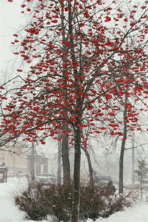 Mountain Ash Tree In Snowy Park · Free Stock Photo