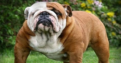 12 Realities New English Bulldog Owners Must Learn To Accept
