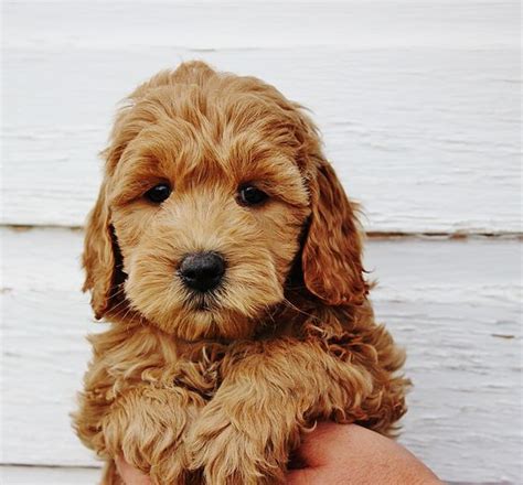 Almost always, you will see apricot goldendoodles contain black physical attributes throughout their body including their nose, eyes, toenails, and eye rims. Red Miniature Goldendoodles | Red Mini Goldendoodles | D o ...
