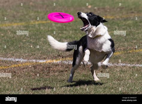 Dog Frisbee High Resolution Stock Photography And Images Alamy