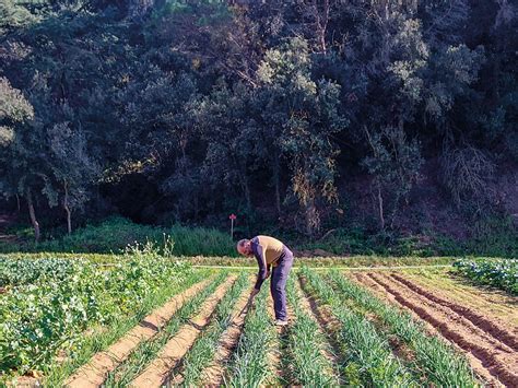 Agricultura Biodin Mica