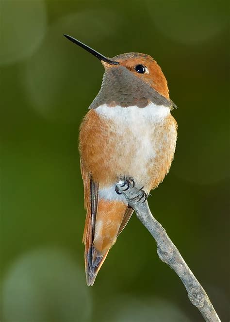 Rufous returns