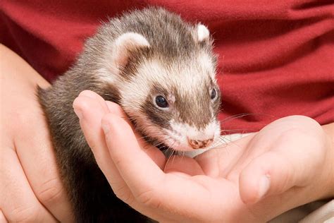 10 Reasons Why Ferrets Make The Best Pets Avian And Exotic Animal