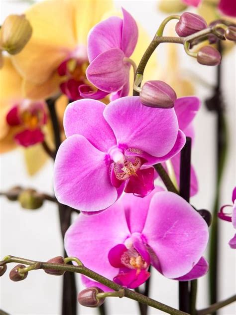 100 Butterfly Orchids Seeds Light Pink Lazada Ph