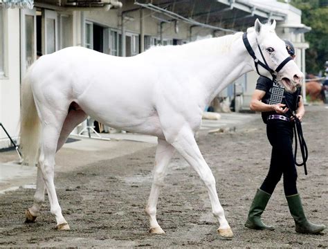 ソダシのいとこ、白毛馬アマンテビアンコが17日東京6rでデビュー 調教は目立つ動きで態勢万全 Umatoku 馬トク