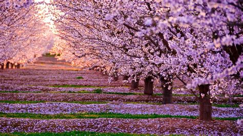 1600x900 Blossom Nature Pink Flowers Trees 1600x900 Resolution Hd 4k