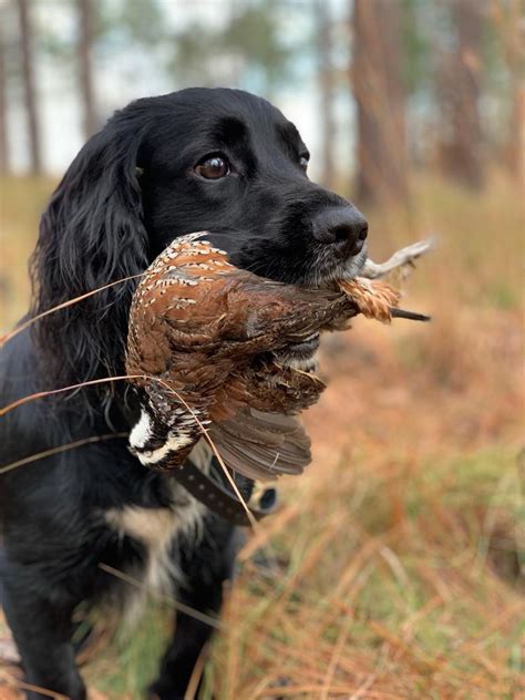A particular variety of english distinguished by peculiarities (as of pronunciation). English Cocker Spaniels Field Bred - HuntingNet.com Forums