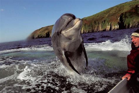 Legacy Of Dingle Dolphin Will Continue Through Eco Tours Northern