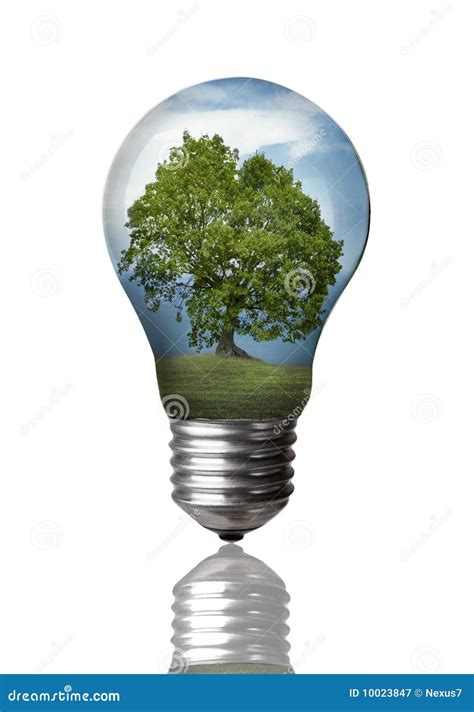 Tree In A Bulb Stock Image Image Of Future Global Bulb 10023847