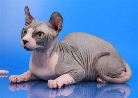 Sphynx Cat Breeders Australia - Sphynx Kittens for Sale