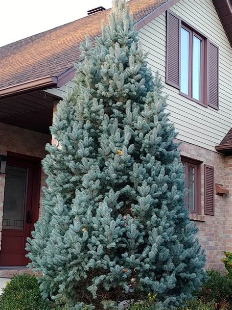 Picea Pungens Iseli FastigiateÉpinette Du Colorado Iseli Fastigiate