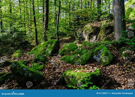 Beautiful Turf Covered Stones With Green Moss In Magic Forest Royalty
