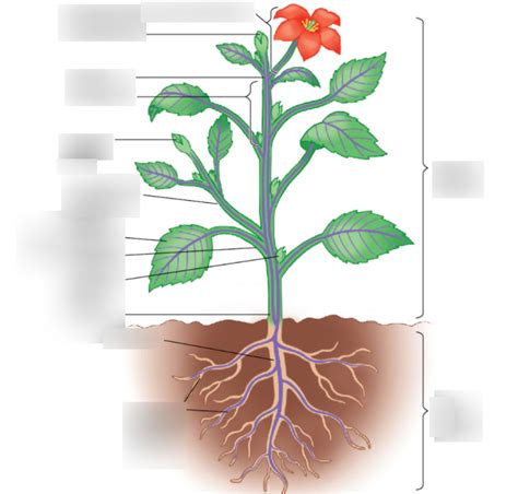 Plant Anatomy Vegetative Structure Of Vascular Plants Diagram Quizlet