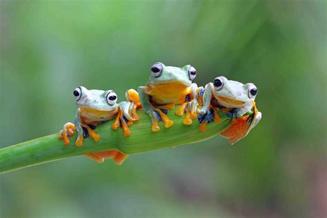 50 Adorable Frog Facts About These Little Leaping Creatures