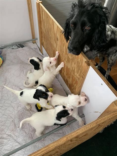 Llewellin Setter Puppies For Sale - HighFly'nKennels