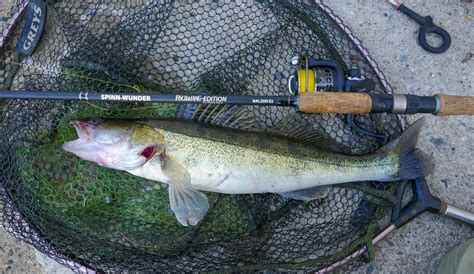 Am unterkiefer hat dieser fisch einen langen bartfaden. FuF_12_18_Spinnfischen_Matze_Koch_Kasten-Spinnwunder-Rute ...