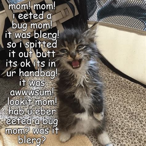 Mom Mom 9180480000 Kittens Funny Cute Cats